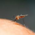 Les moustiques font beaucoup pour l'écosystème