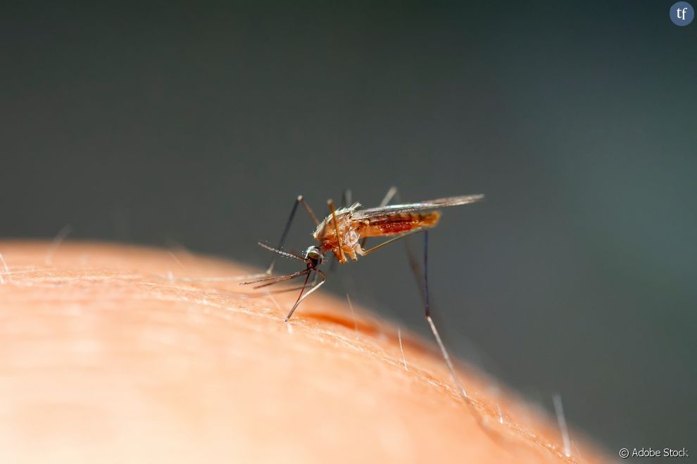 Les moustiques font beaucoup pour l&#039;écosystème