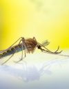 Les larves des moustiques participent à nourrir nombre d'espèces sur Terre