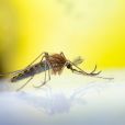 Les larves des moustiques participent à nourrir nombre d'espèces sur Terre