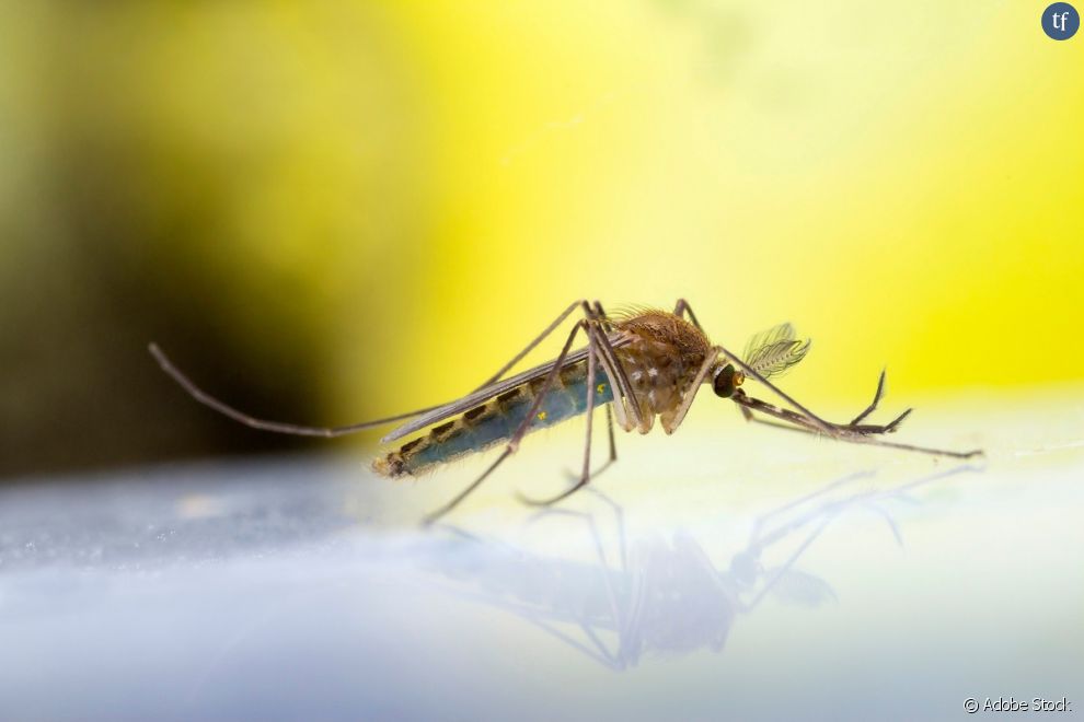 Les larves des moustiques participent à nourrir nombre d&#039;espèces sur Terre