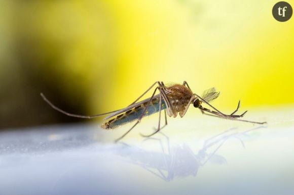 Les moustiques sont-ils de grands écolos ?