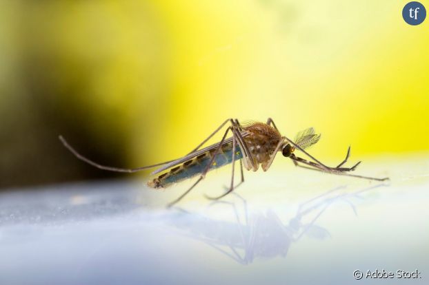Les moustiques sont-ils de grands écolos ?