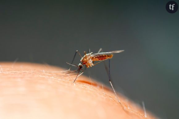 Les moustiques sont-ils de grands écolos ?