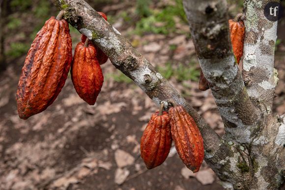 Commercialisée exclusivement par la marque Blue Stripes, qui est détenue par l'industriel israélien Oded Brenner, elle est obtenue à partir du fruit du cacaoyer appelé cabosse.