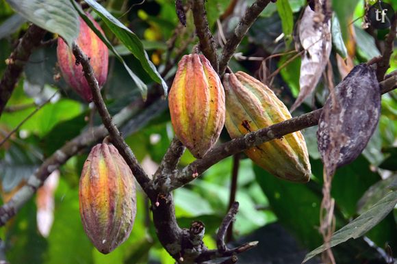 Transparente, elle s'apparente visuellement à l'eau de coco mais avec une saveur surprenante s'apparentant à une limonade sucrée mais sans bulles et possédant une texture plutôt épaisse !