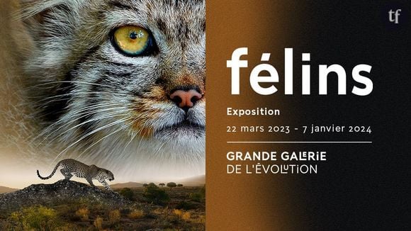 Félins, l'exposition temporaire à la Grande galrie de l'évolution, jusqu'au dimanche 7 janvier 2024.