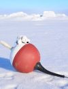 Tikko est meme allé jusqu'au pole Nord !