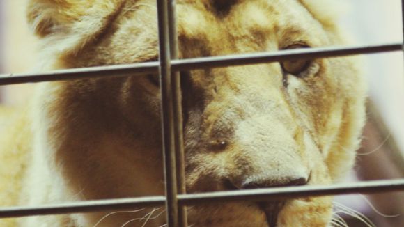 Pourquoi il est temps d'interdire les cirques avec les animaux en France