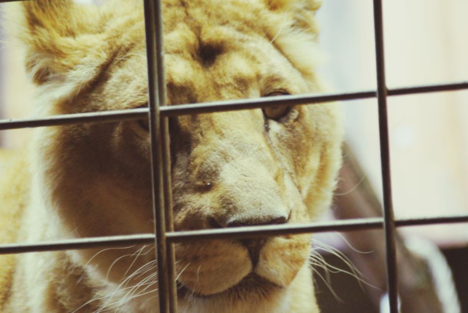A quand l'interdiction des cirques avec animaux sauvages en France ?