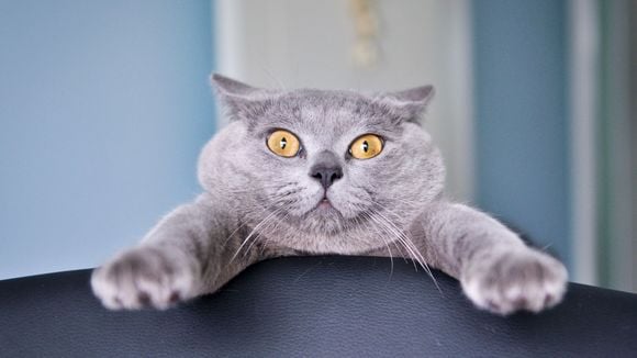 Votre chat va-t-il vous détester si vous le mettez au régime ?