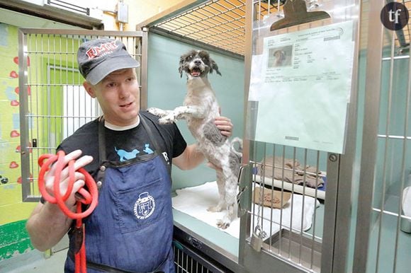 Mark Imhof offre ses talents de toiletteur aux chiens qui vivent dans les refuges new yorkais