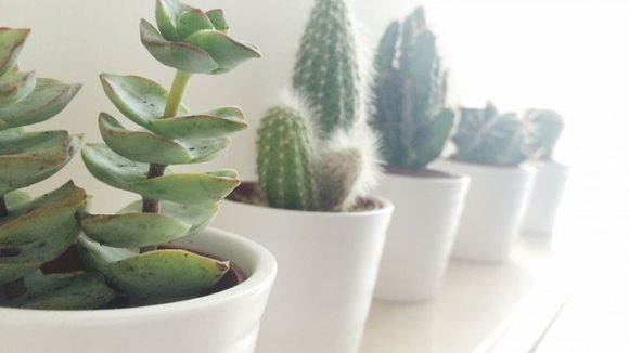 5 bonnes raisons de vous offrir une jolie plante verte pour votre bureau