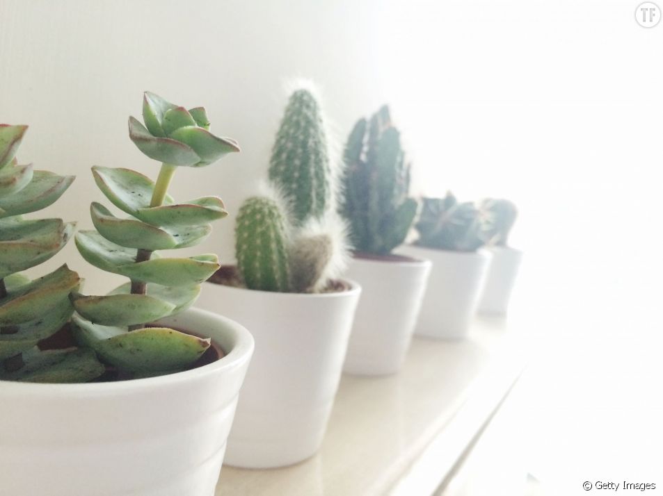 5 bonnes raisons de vous offrir une jolie plante verte pour votre bureau
