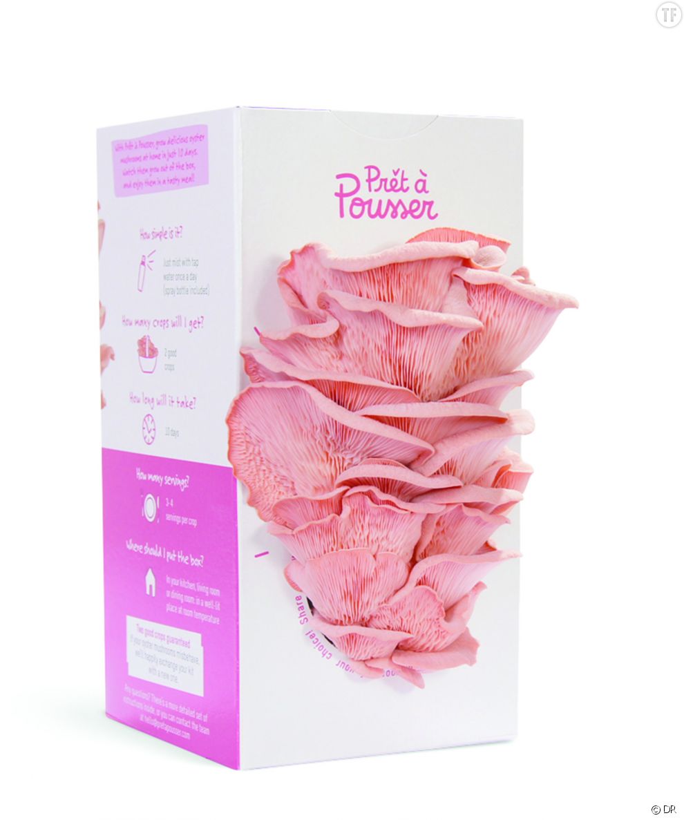 Kit de pleurotes roses,  20,90 euros chez Prêt à Pousser 