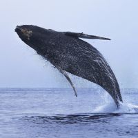 Pourquoi les baleines sautent-elles ? Les scientifiques ont enfin la réponse