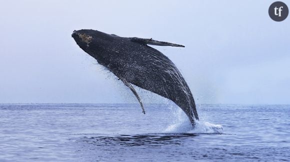 Les sauts des baleines décrypté