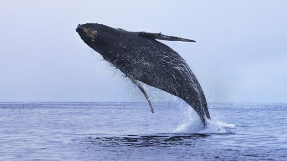 Pourquoi les baleines sautent-elles ? Les scientifiques ont enfin la réponse