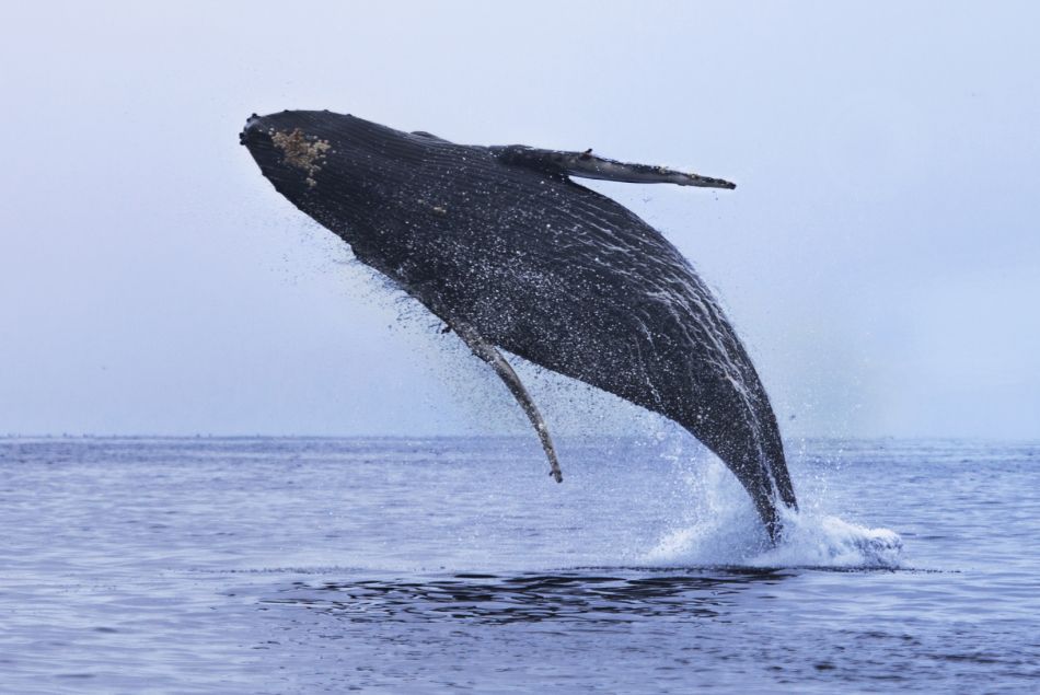 Les sauts des baleines décrypté