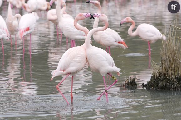 Parade nuptiale de flamants roses