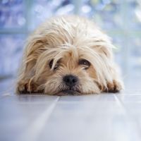 Vous trouvez que votre chien a l'air coupable après une bêtise ? C'est faux