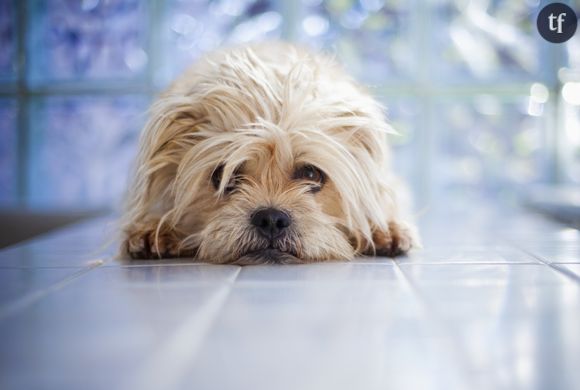 Après une bêtise, votre chien ne se sent pas coupable