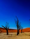 Deadvlei dans le désert de Namibie