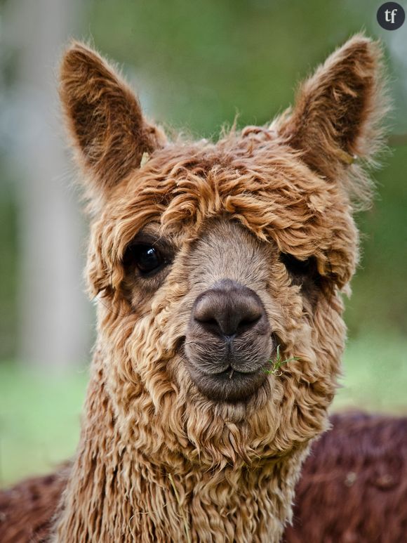 Vous pouvez maintenant louer des lamas en costume pour votre mariage