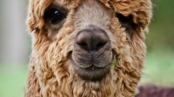 Vous pouvez maintenant louer des lamas en costume pour votre mariage