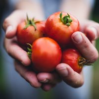 Pourquoi il ne faut surtout pas manger de tomates en hiver