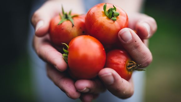Pourquoi il ne faut surtout pas manger de tomates en hiver
