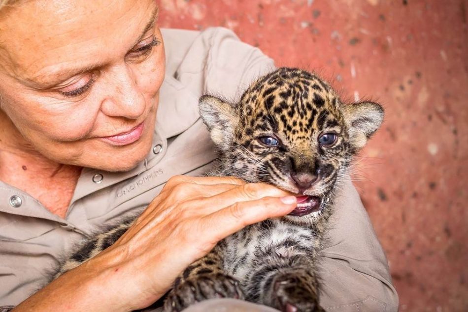 Muriel Robin et Chanee sur la terre des jaguars : voir le replay sur FranceTV (26 février