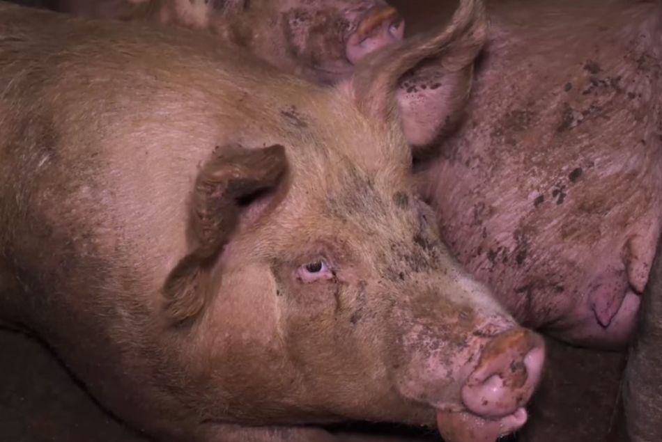 Cochons maltraités : une association appelle à boycotter le jambon de Parme