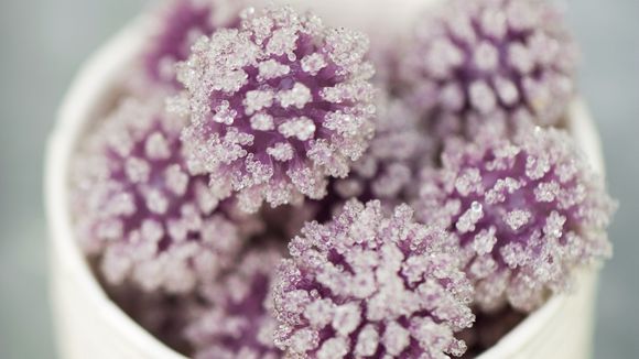 La recette trendy du sucre au lilas