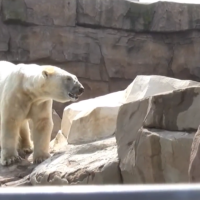 L'ours polaire en captivité à Marineland au coeur de la polémique