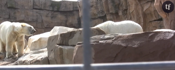 Les ours du marineland d'Antibes