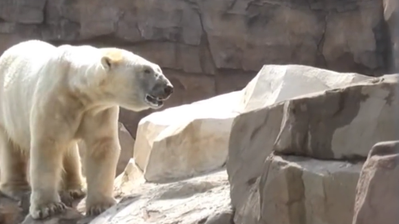 L'ours polaire en captivité à Marineland au coeur de la polémique