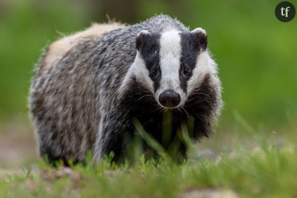 Les victoires pour la cause animale en 2019