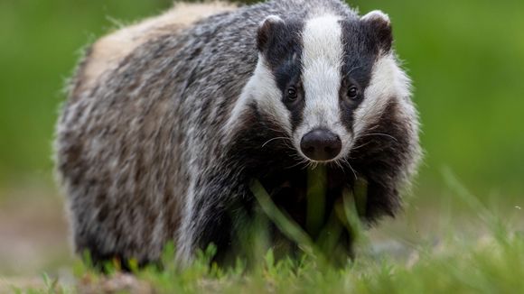 Les 11 plus belles victoires pour les animaux en 2019