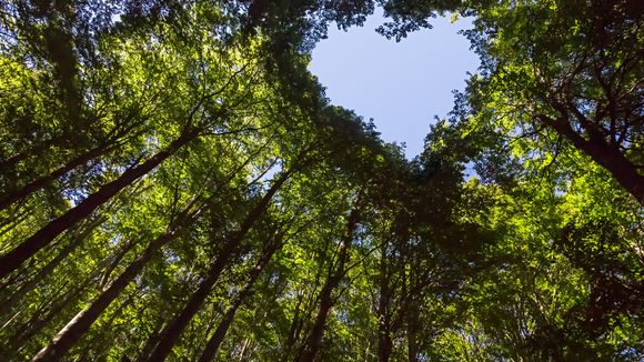 5 façons d'offrir de l'amour à la Terre pour la St-Valentin