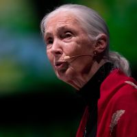 "Notre mépris pour la nature a causé cette pandémie" : le cri d'alerte de Jane Goodall