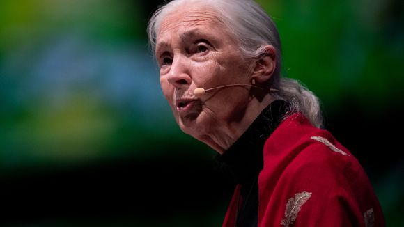 "Notre mépris pour la nature a causé cette pandémie" : le cri d'alerte de Jane Goodall