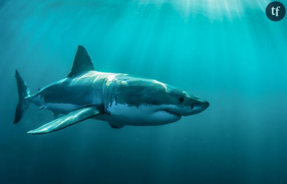 Chantelle Doyle et Mark Rapley se sont engagés pour la protection des requins.