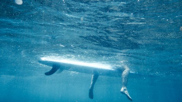 Mordue par un requin blanc, elle veut maintenant les sauver