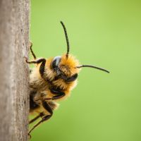 Les abeilles, de précieuses alliées contre le cancer du sein ?