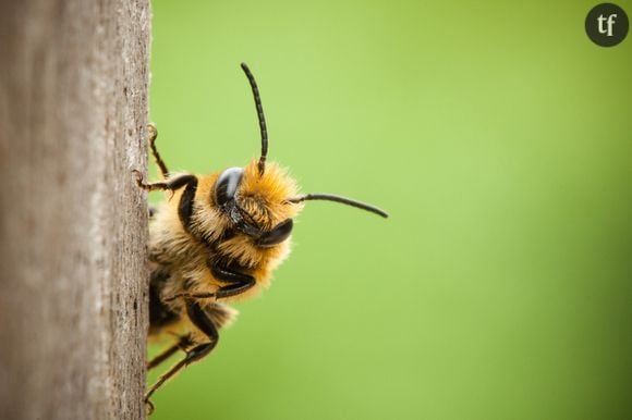 Les abeilles au secours des malades du cancer du sein ?