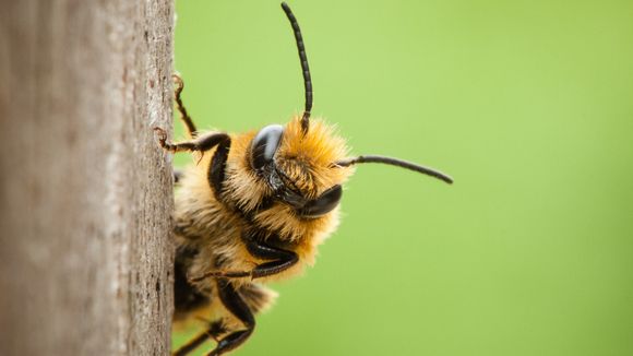 Les abeilles, de précieuses alliées contre le cancer du sein ?