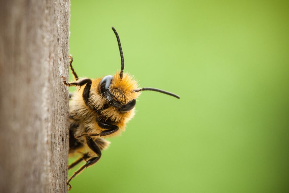 Les abeilles au secours des malades du cancer du sein ?