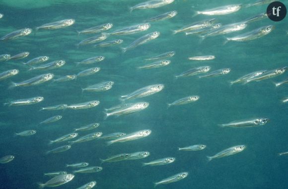 L'ADN fourni par le sperme de hareng pourrait contribuer à créer un moyen plus naturel de protéger notre environnement quotidien du feu.