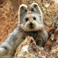 L'ili pika, le nouvel animal mignon qui buzze